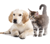 Pets