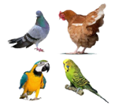Birds